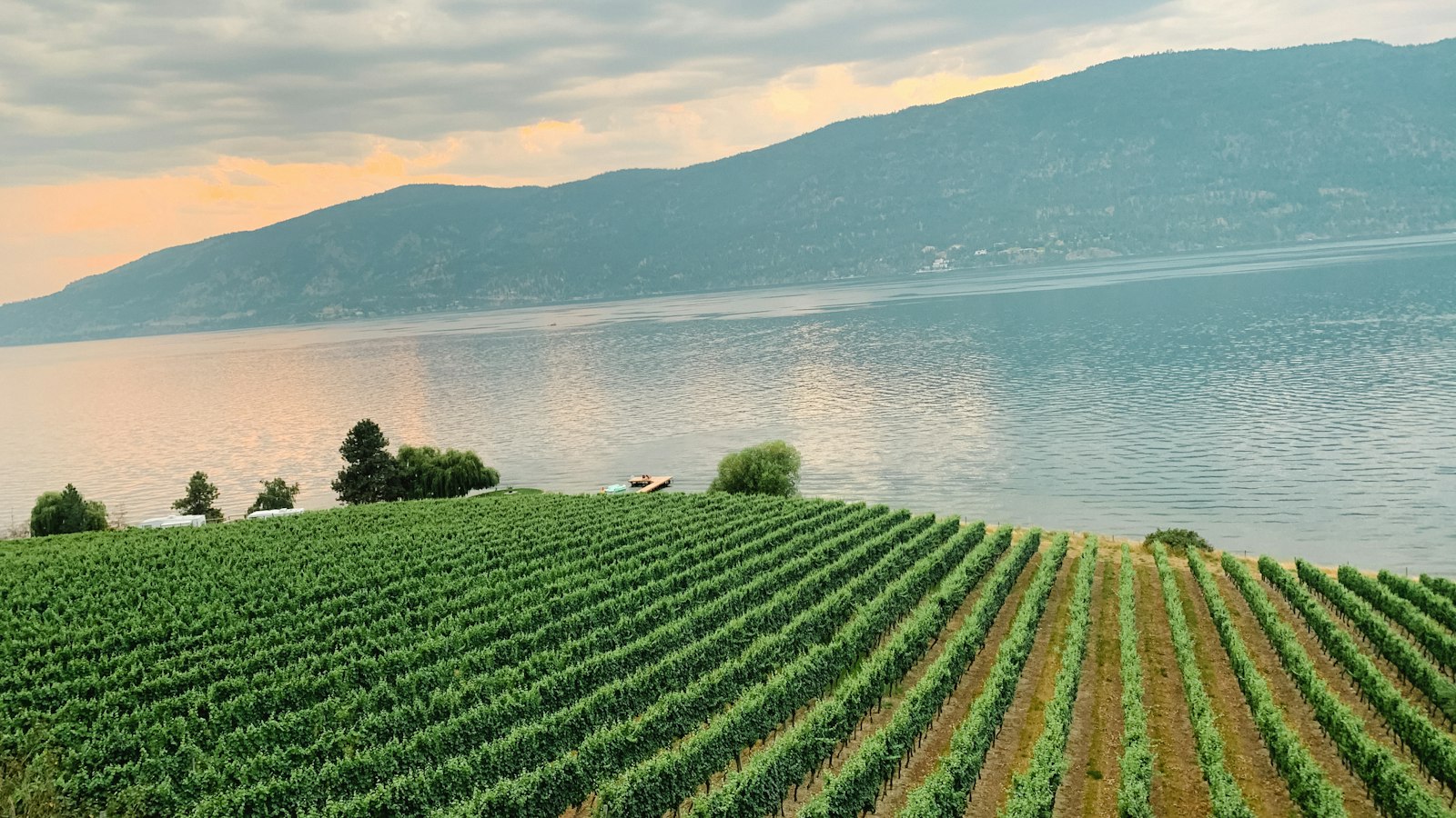 Vineyard rows sloping down to Okanagan Lake
